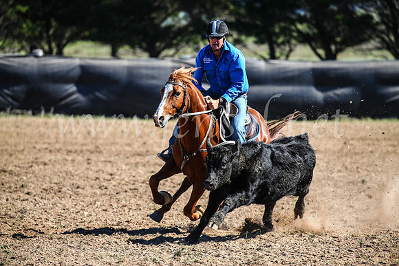 GoulburnCampdraft2017_3641