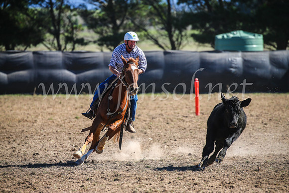 GoulburnCampdraft2017_3733