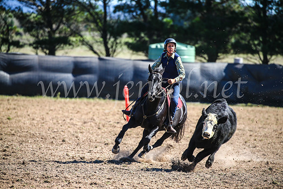 GoulburnCampdraft2017_3616