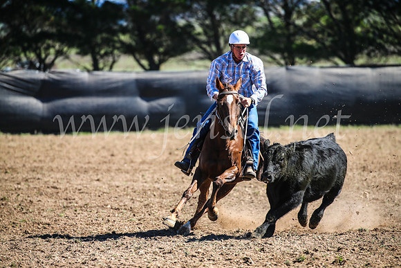 GoulburnCampdraft2017_3580