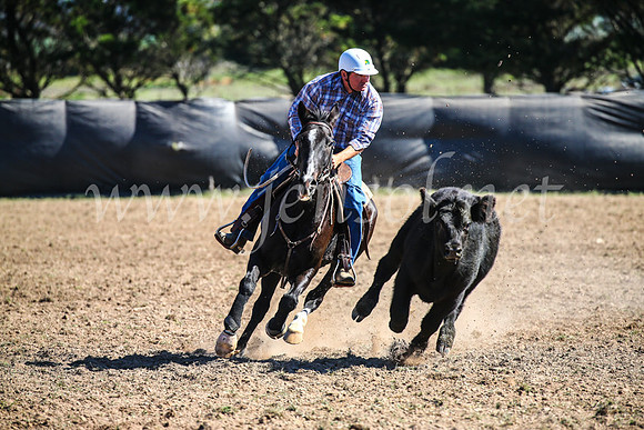GoulburnCampdraft2017_3730
