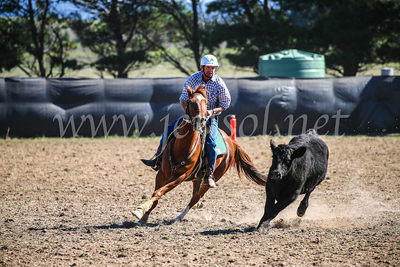 GoulburnCampdraft2017_3736