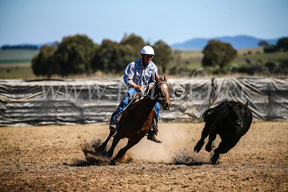 GoulburnCampdraft2017_3585