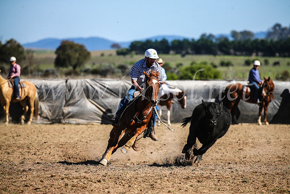GoulburnCampdraft2017_3750