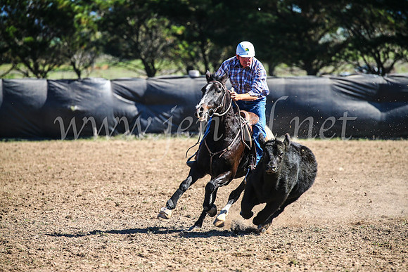 GoulburnCampdraft2017_3732