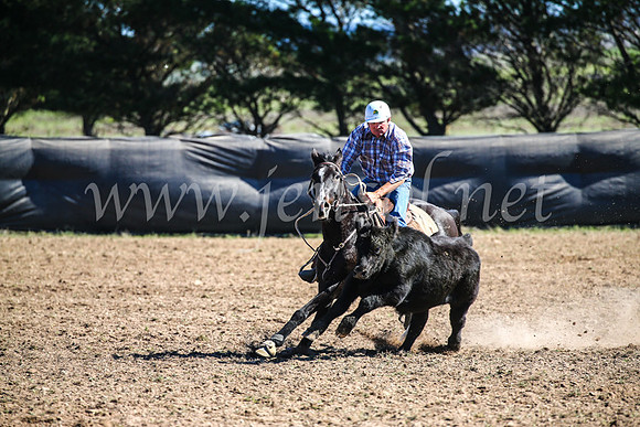 GoulburnCampdraft2017_3707