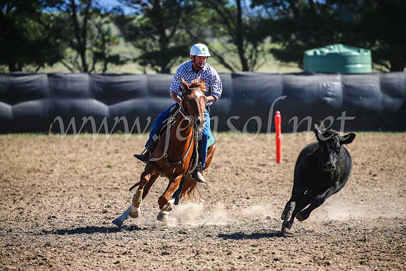 GoulburnCampdraft2017_3738