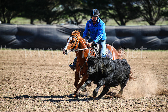 GoulburnCampdraft2017_3638