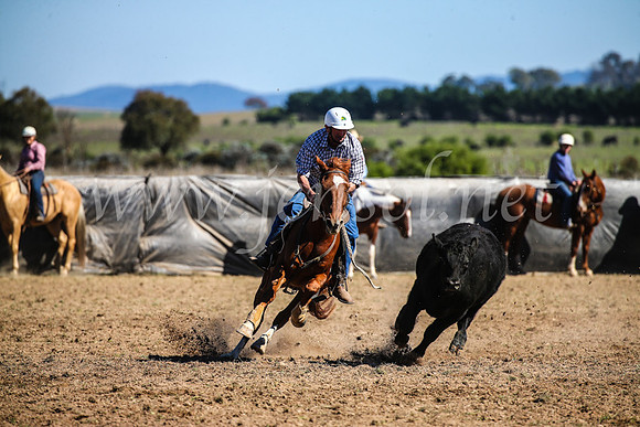 GoulburnCampdraft2017_3748