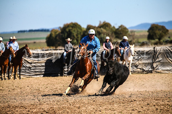 GoulburnCampdraft2017_3808