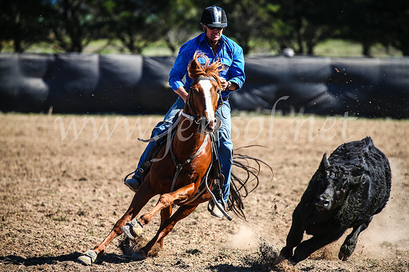 GoulburnCampdraft2017_3642