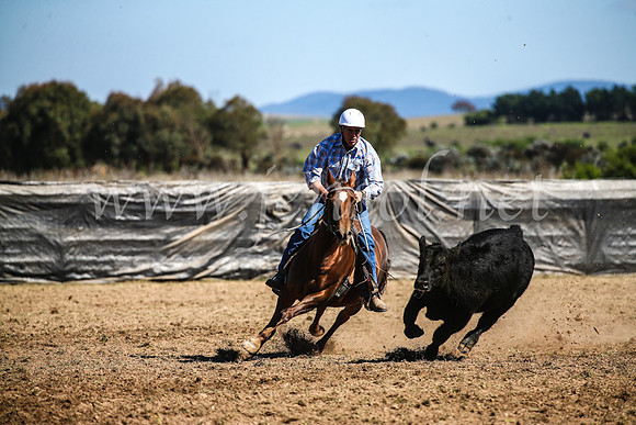 GoulburnCampdraft2017_3590