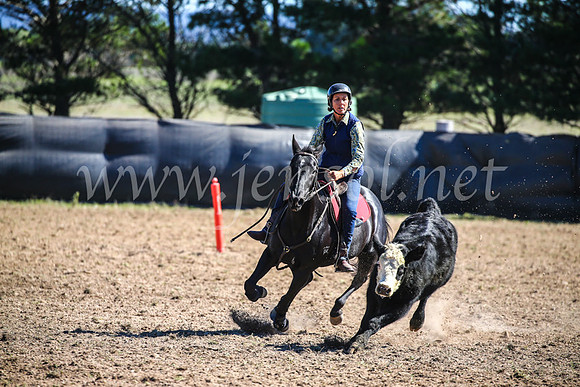 GoulburnCampdraft2017_3611