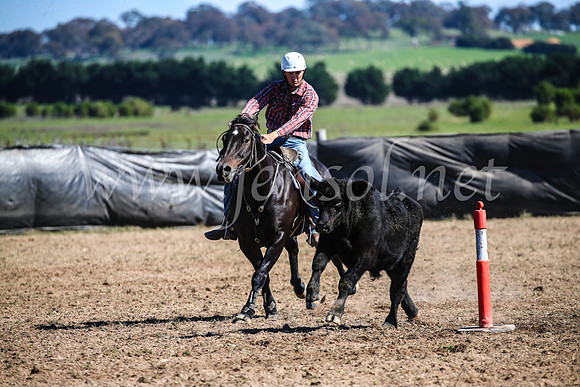 GoulburnCampdraft2017_3688