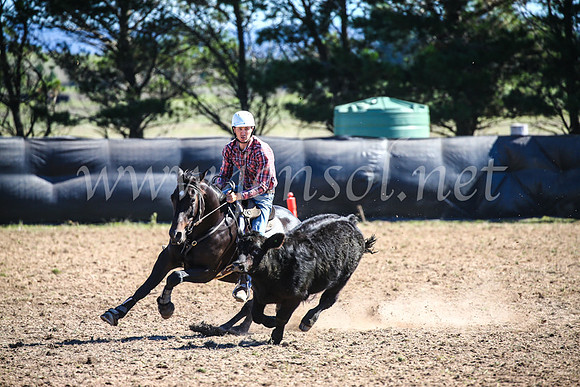 GoulburnCampdraft2017_3666