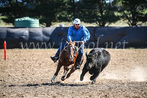 GoulburnCampdraft2017_3771