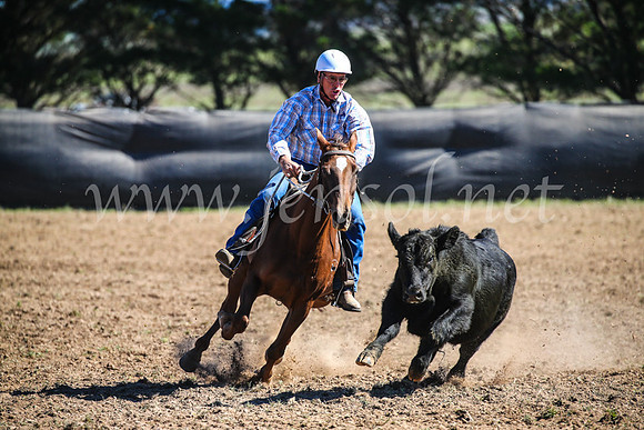 GoulburnCampdraft2017_3574