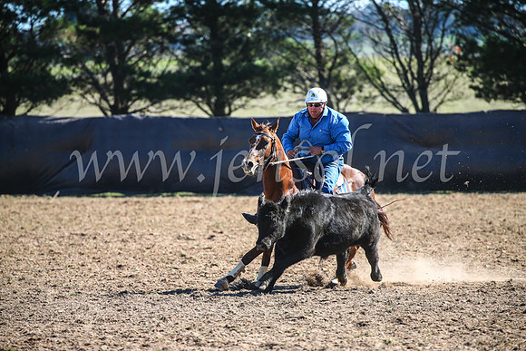 GoulburnCampdraft2017_3779