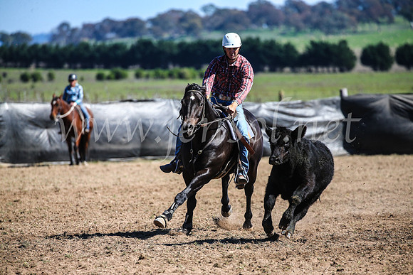 GoulburnCampdraft2017_3677