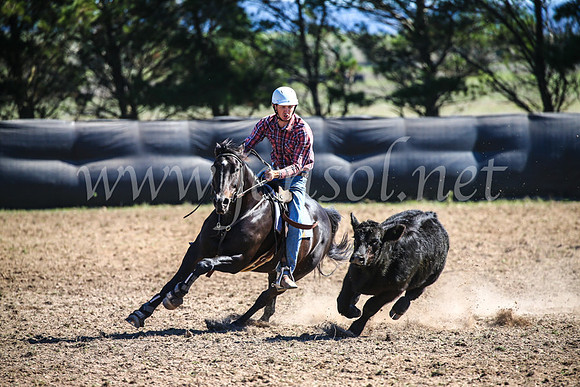 GoulburnCampdraft2017_3669