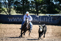 GoulburnCampdraft2017_3596