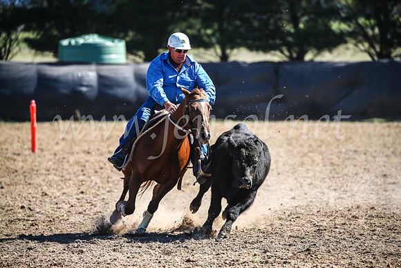 GoulburnCampdraft2017_3791