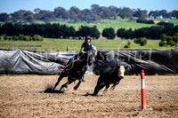 GoulburnCampdraft2017_3625