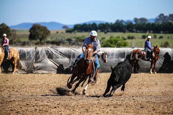GoulburnCampdraft2017_3760