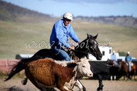 AdaminabyCampdraft2016_2429