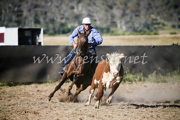 AdaminabyCampdraft2016_2467