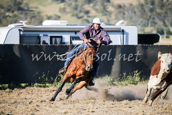 AdaminabyCampdraft2016_2482