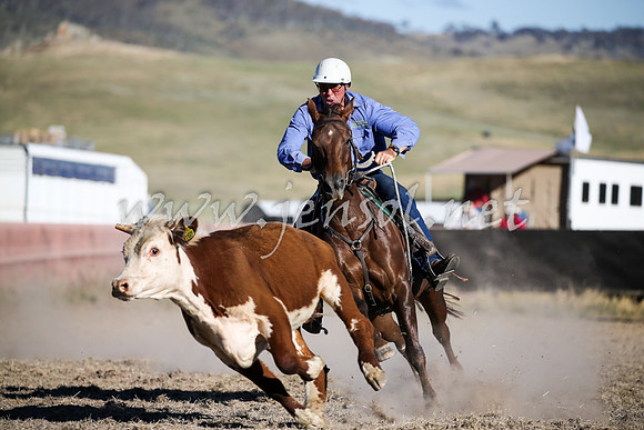 AdaminabyCampdraft2016_2470