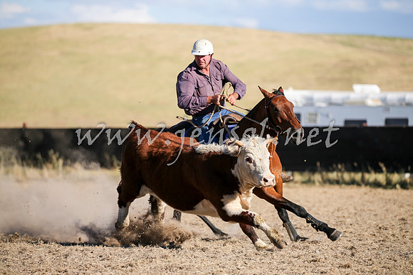 AdaminabyCampdraft2016_2497