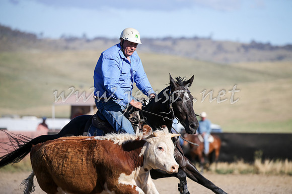 AdaminabyCampdraft2016_2432