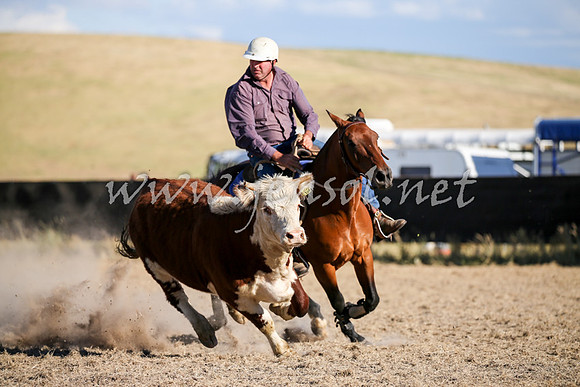 AdaminabyCampdraft2016_2495