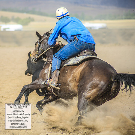 AdaminabyCampdraft2019_1361