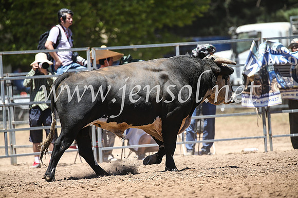 TaralgaRodeoSun2017_2238