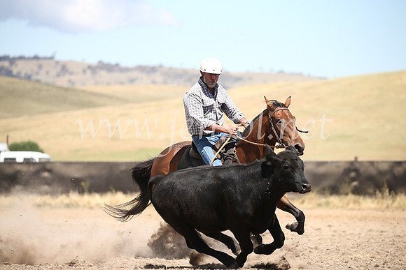 AdaminabyCampdraft2016_8597