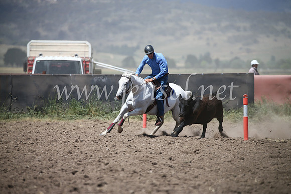 AdaminabyCampdraft2016_8484