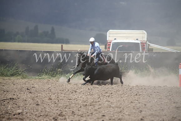 AdaminabyCampdraft2016_8556