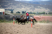 AdaminabyCampdraft2016_8436