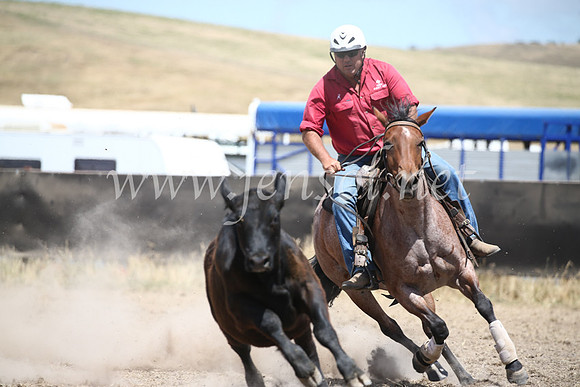 AdaminabyCampdraft2016_8424