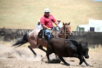 AdaminabyCampdraft2016_8418