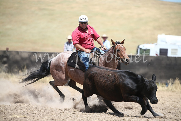 AdaminabyCampdraft2016_8418