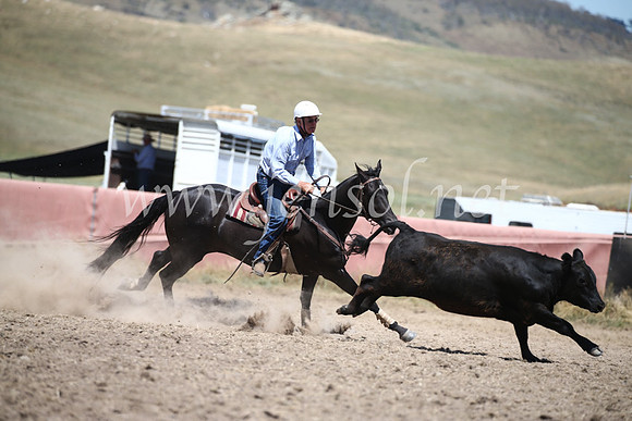 AdaminabyCampdraft2016_8523