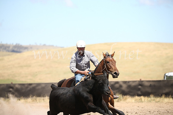 AdaminabyCampdraft2016_8599