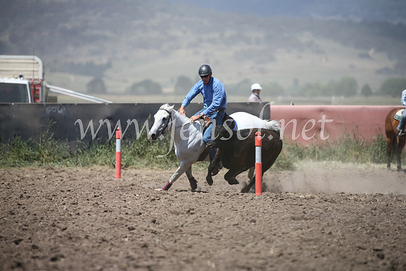 AdaminabyCampdraft2016_8482
