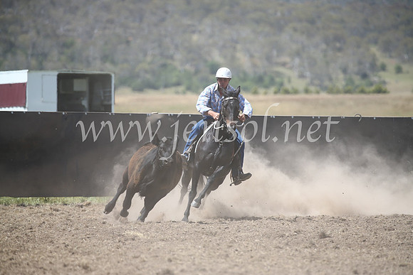 AdaminabyCampdraft2016_8573
