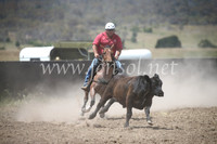 AdaminabyCampdraft2016_8411
