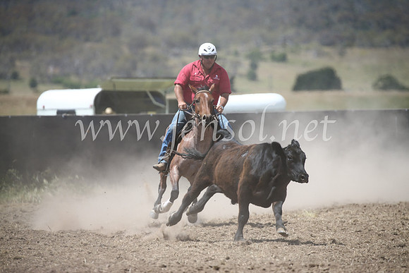 AdaminabyCampdraft2016_8411